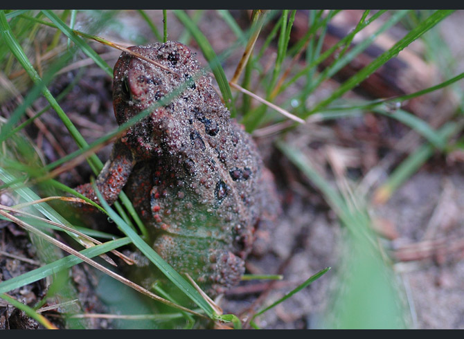 American-toad5