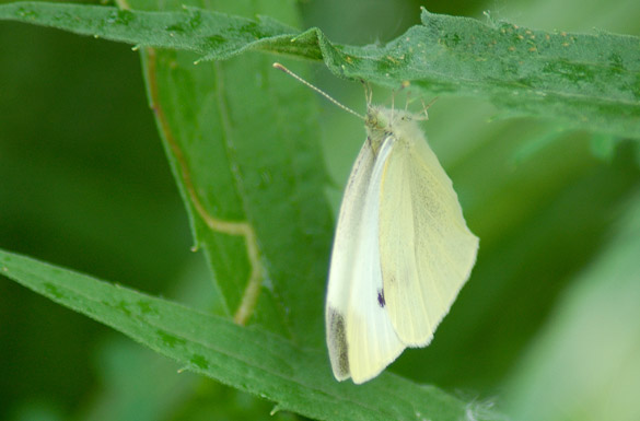 Cabbage-White3