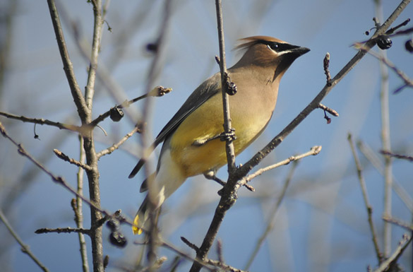 Cedar-Waxwing49503539a8c