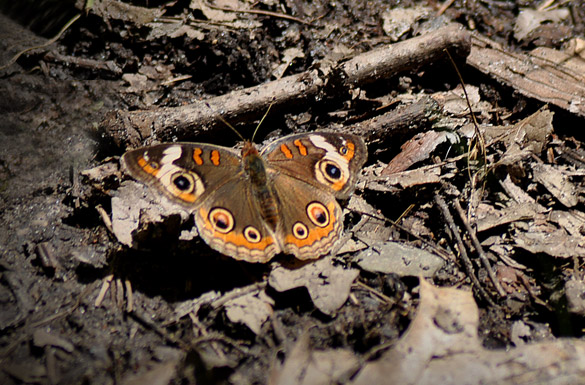 Common-Buckeye1