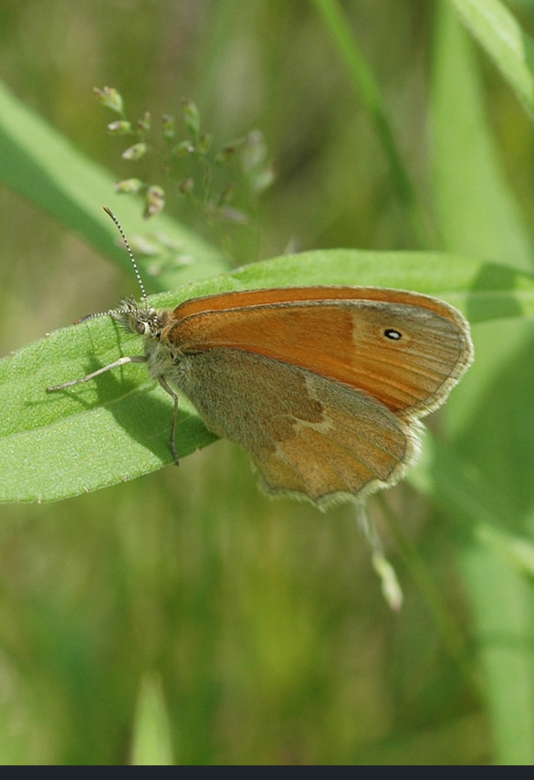 Common-Ringlet3b9592c938