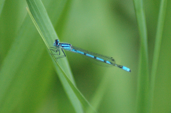 Damselfly blue-form-bluet2