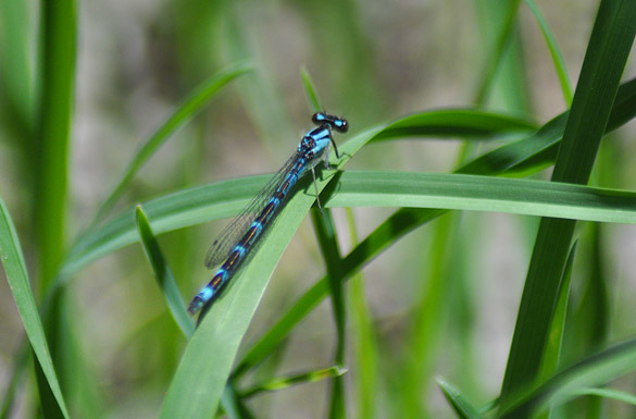 Damselfly blue-form-bluet3