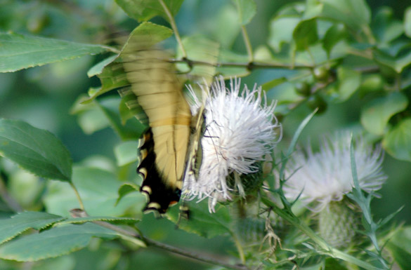 Eastern-Tiger-Swallowtail10