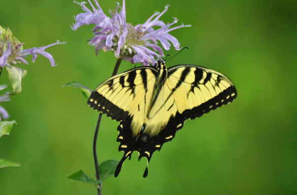 Eastern-Tiger-Swallowtail14