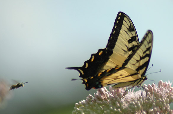 Eastern-Tiger-Swallowtail3