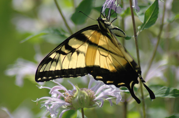 Eastern-Tiger-Swallowtail8