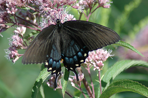 Eastern-Tiger-Swallowtail female5