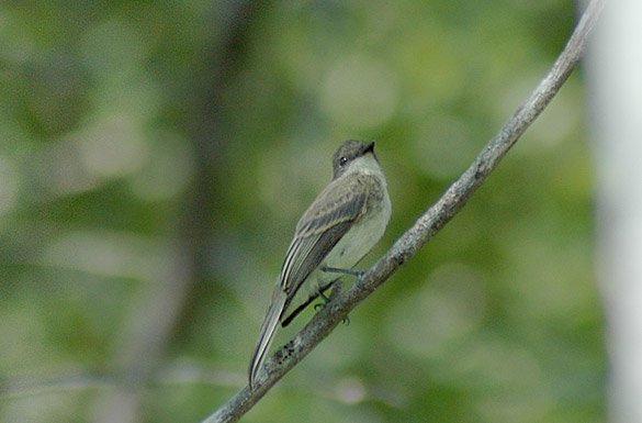 Eastern Phoebe