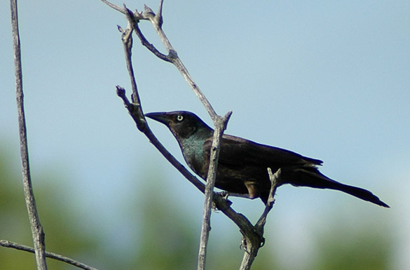 Grackle