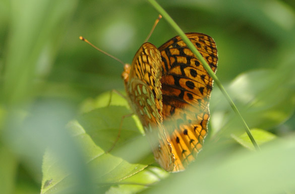 Great-Spangled-Fritillary2