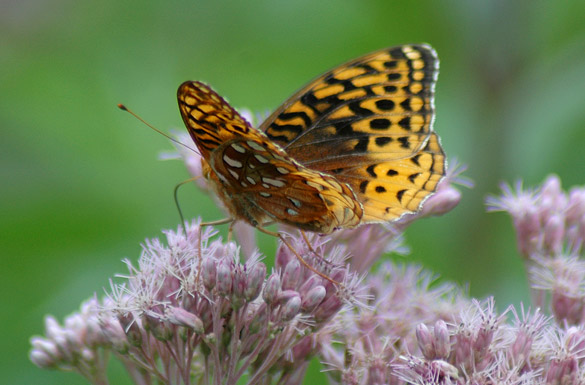 Great-Spangled-Fritillary5