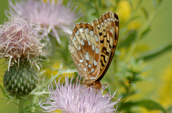 Great-Spangled-Fritillary6