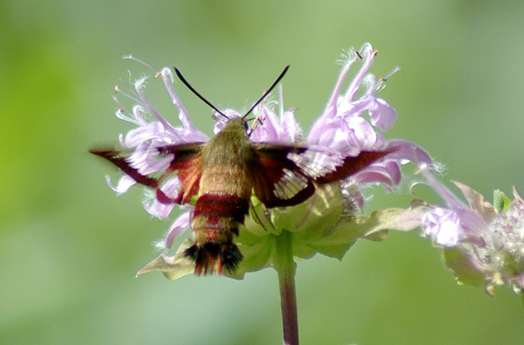 Hummingbird-Clearwing-Moth1