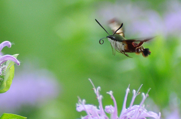 Hummingbird-Clearwing-Moth3