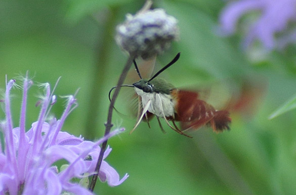 Hummingbird-Clearwing-Moth4