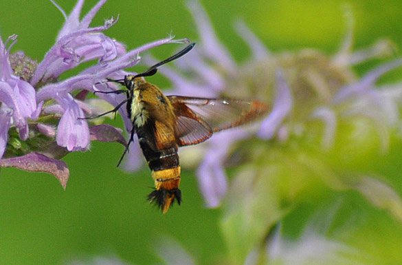 Hummingbird-Clearwing-Moth5