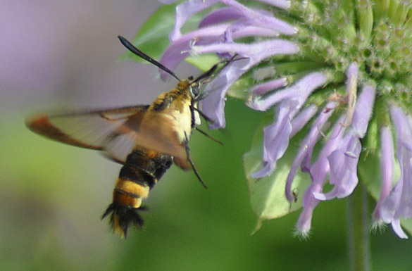 Hummingbird-Clearwing-Moth7