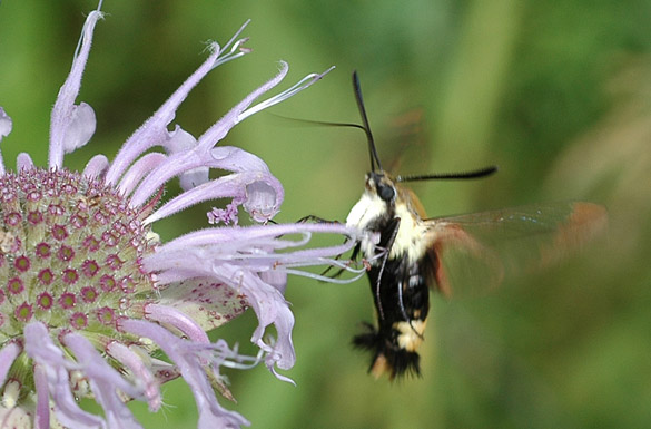 Hummingbird-Clearwing-Moth8