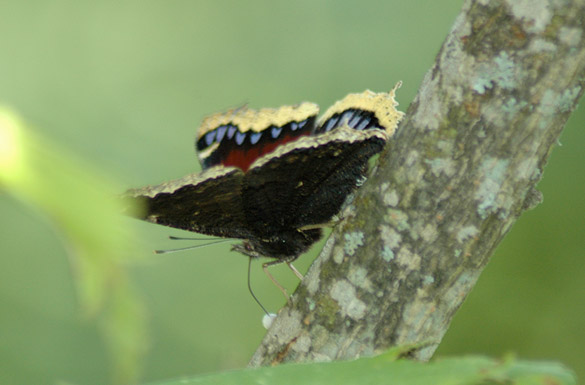 Mourning-Cloak1