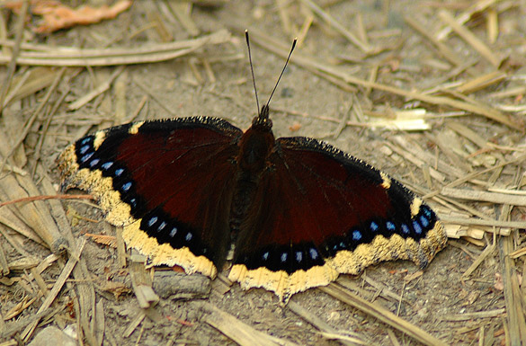 Mourning-Cloak5