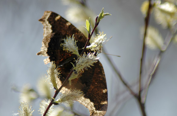 Mourning-Cloak 585x385 slide1a