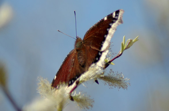 Mourning-Cloak 585x385 slide1aa