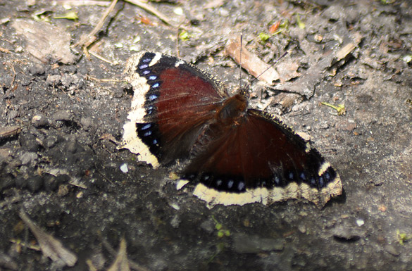 Mourning-Cloak slide2