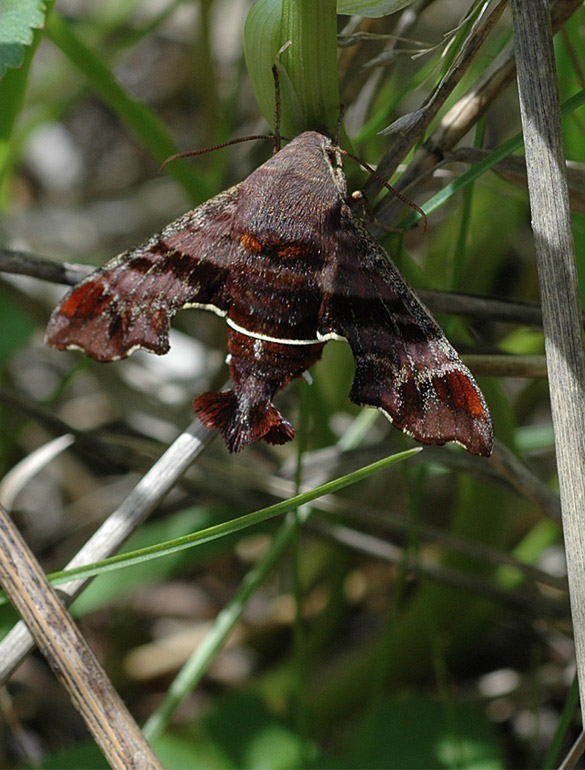 Nesus-Tiger-Sphinx-Moth