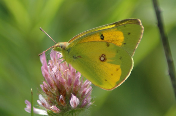 Orange-Sulphur5