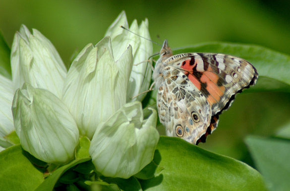 Painted-Lady1