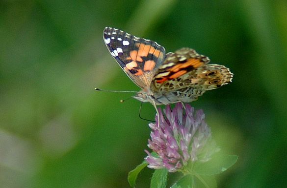 Painted-Lady2