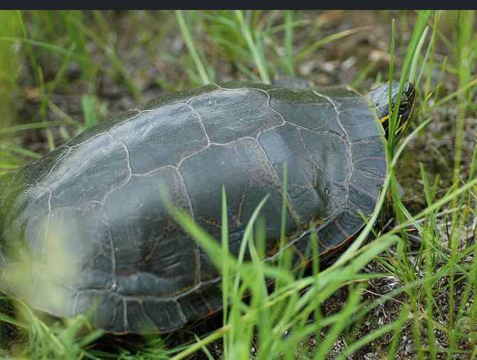 Painted-Turtle2