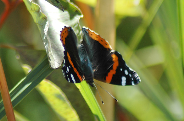 Red-Admiral5e8d142164a