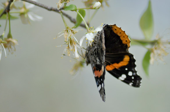 Red-Admiral 585x385 slide1