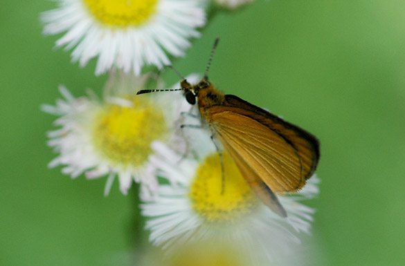 Tawny-edged-Skipper1