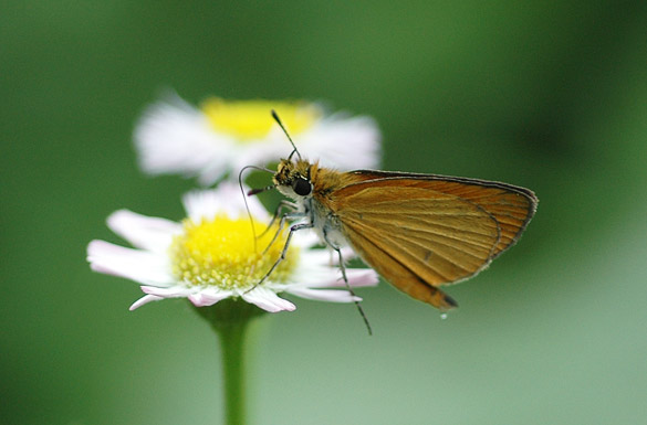 Tawny-edged-Skipper2