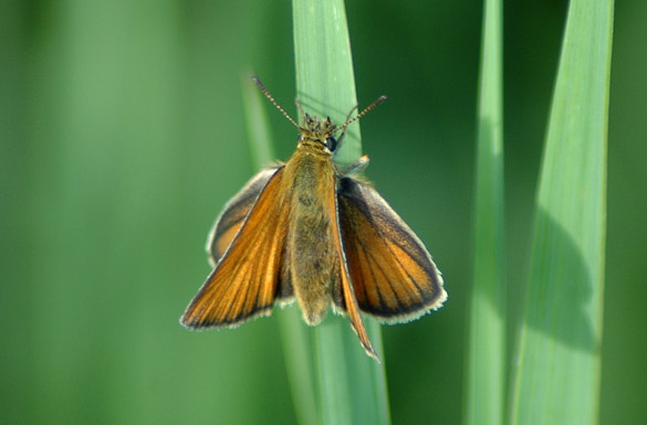 Tawny-edged-Skipper6