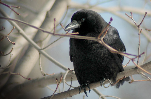 american-crow slide3