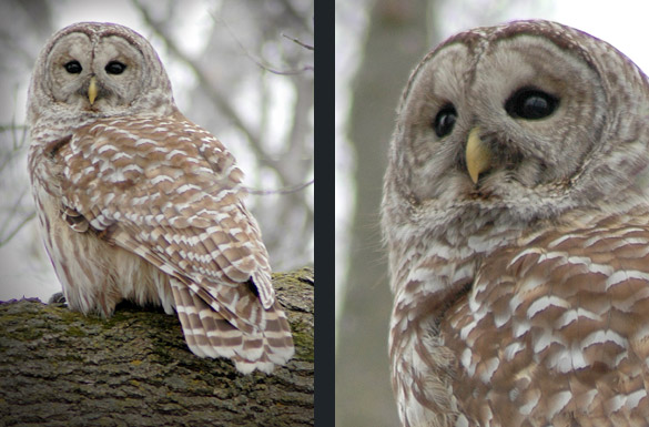 barred-owl3