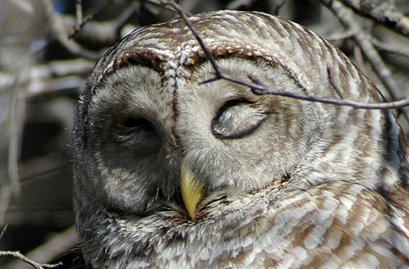 barred-owl67aa00d607e