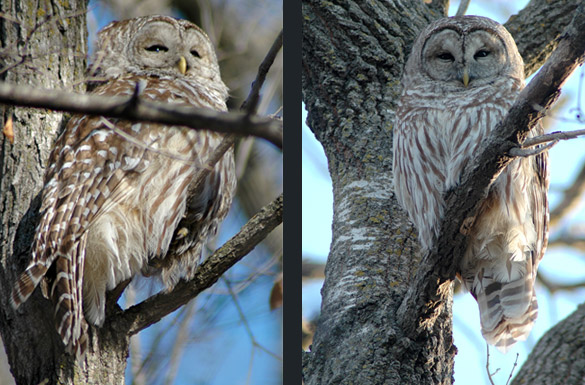 barred-owl8