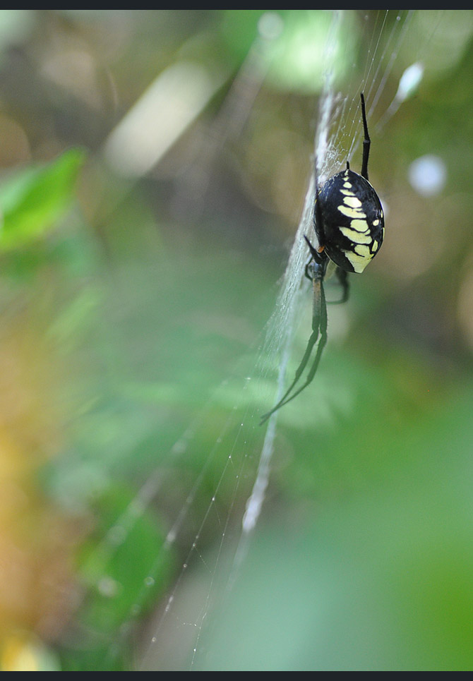 black--yellow-argiope2