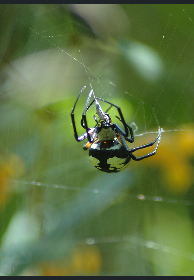 black--yellow-argiope3