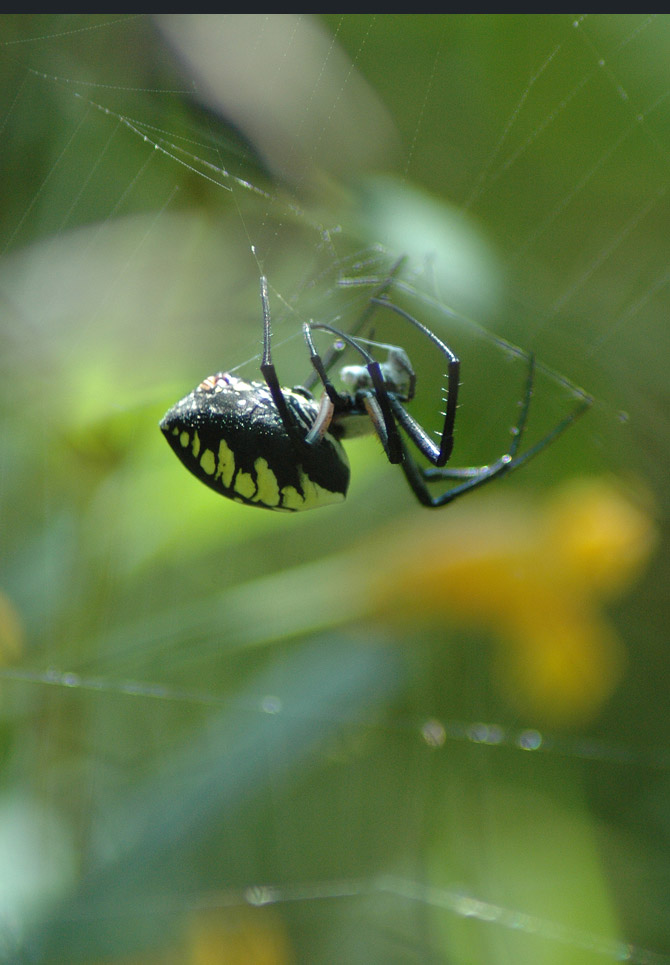 black--yellow-argiope4