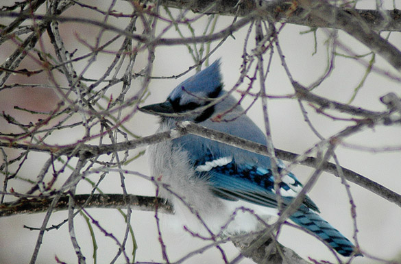 blue-jay