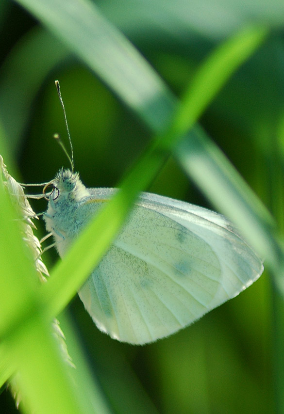 cabbage-white 585-width