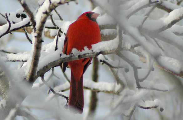 cardinal1