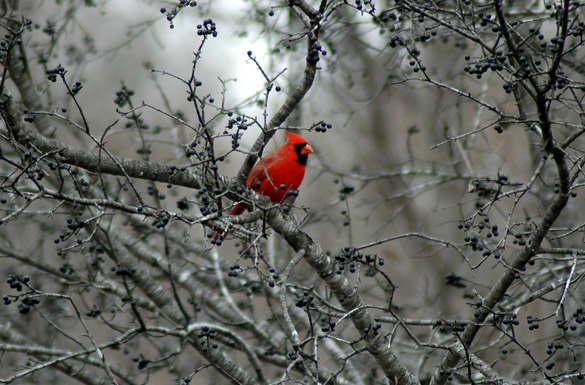 cardinal1359551b6e2