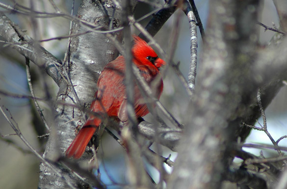 cardinal1b4ad0e026e